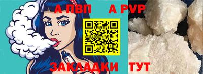 гашик Кингисепп